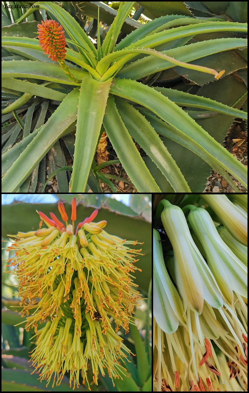 Aloe helenae Aloe_helenae_Boluda18566