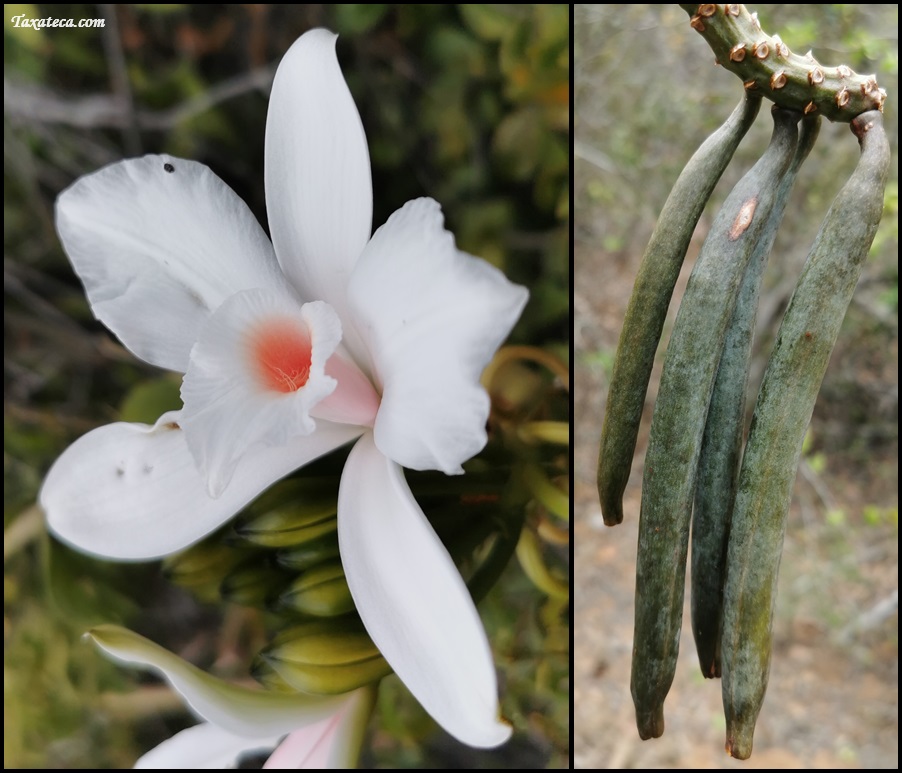 Vanilla madagascariensis Vanilla_madagascariensis_Boluda18169