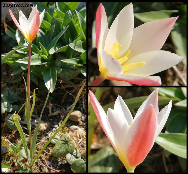 Tulipa clusiana Tulipa_clusiana_Boluda16323