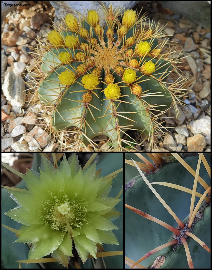 Ferocactus glaucescens Ferocactus_glaucescens_Boluda18580