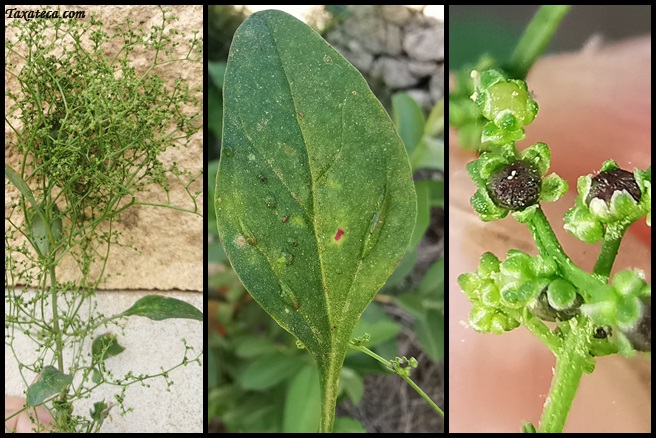 Chenopodium polyspermum Lipandra_polysperma_Boluda18919