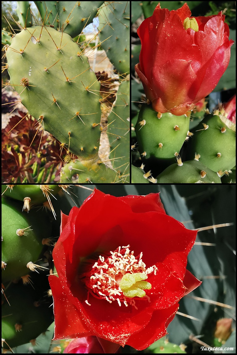 Opuntia elatior Opuntia_eliator_Boluda18922