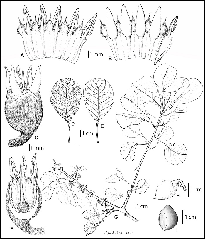 Capurodendron mikeorum Capurodendron_mikearum_drawing
