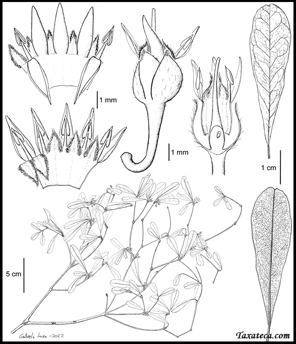 Capurodendron ratovosonii Capurodendron_ratovosonii_drawing