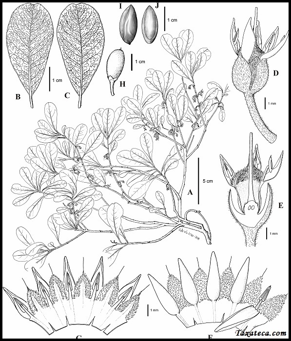 Capurodendron sakarivorum Capurodendron_sakarivorum_drawing