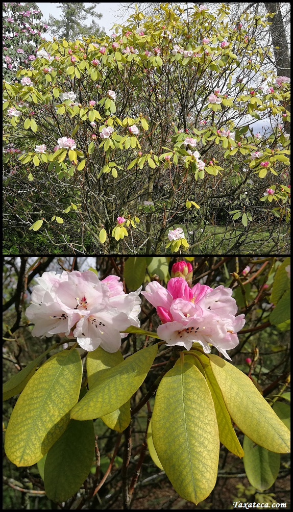 Rhododendron purdomii Rhododendron%20purdomii