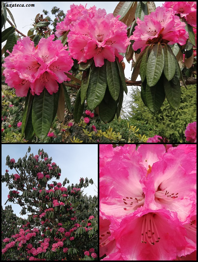 Rhododendron arboreum Rhododendron_arboreum_CGB16307