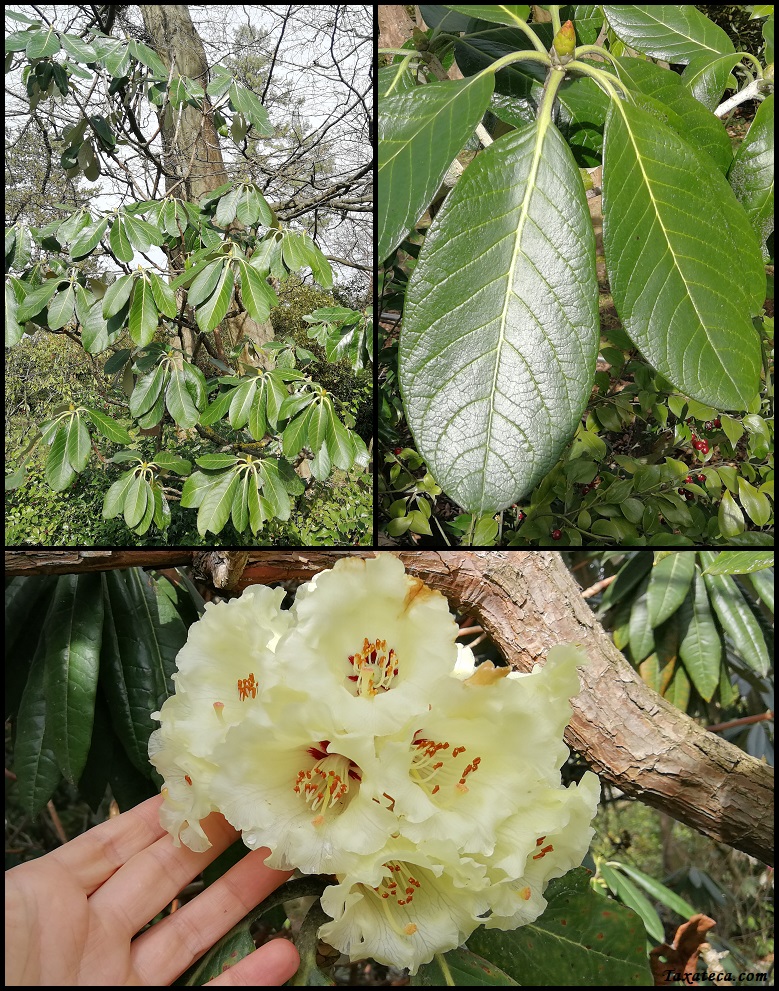 Rhododendron macabeanum Rhododendron_macabeanum_CGB16308