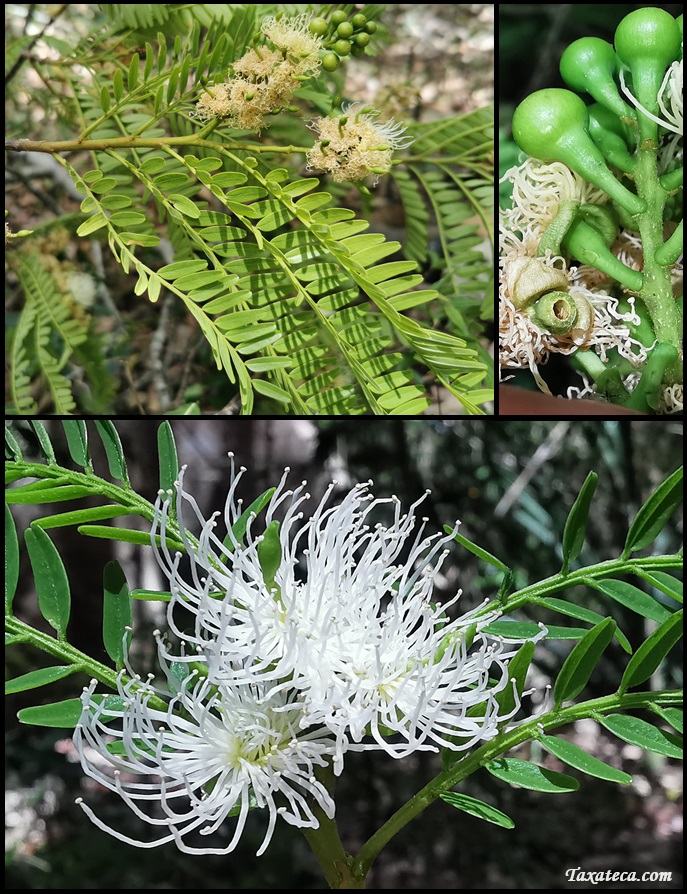 Cordyla madagascariensis Cordyla_madagascariensis_Gautier7128