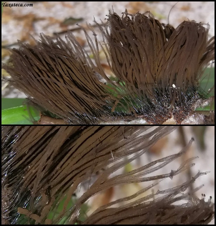 Stemonitis fusca Stemonitis_fusca