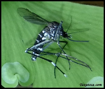 Aedes albopictus Aedes_albopictus_Boluda15016