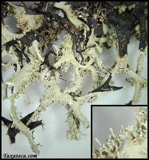 Hypotrachyna corallifera Hypotrachyna_corallifera