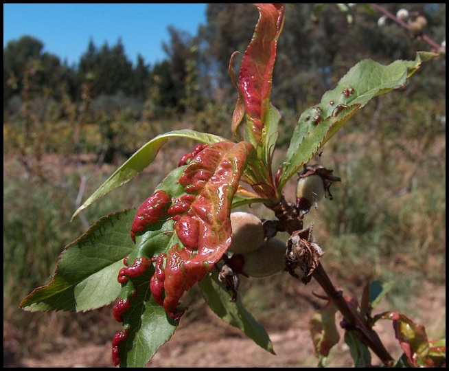 Taphrina deformans Taphrina_deformans