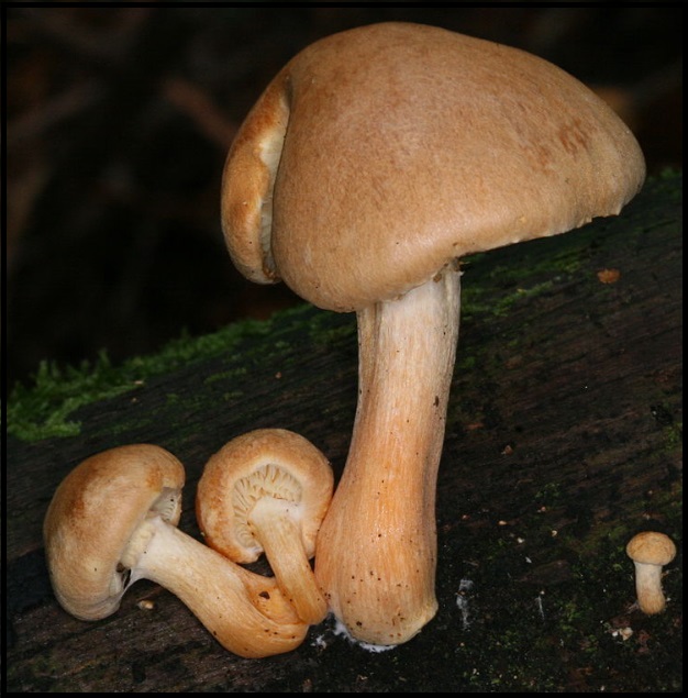 Gymnopilus hybridus Gymnopilus_hybridus